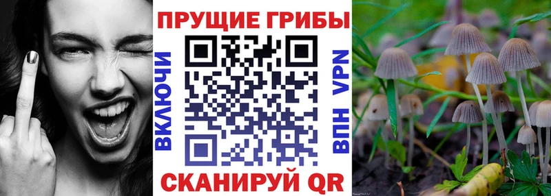 Галлюциногенные грибы GOLDEN TEACHER  цена наркотик  Большой Камень 